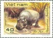 Hippopotamus (Hippopotamus amphibius)