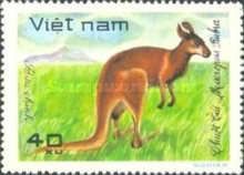Red Kangaroo (Macropus rufus)