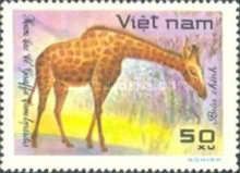 Giraffe (Giraffa camelopardalis)