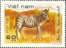 Burchell's Zebra (Equus burchelli)