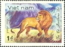 Lion (Panthera leo)