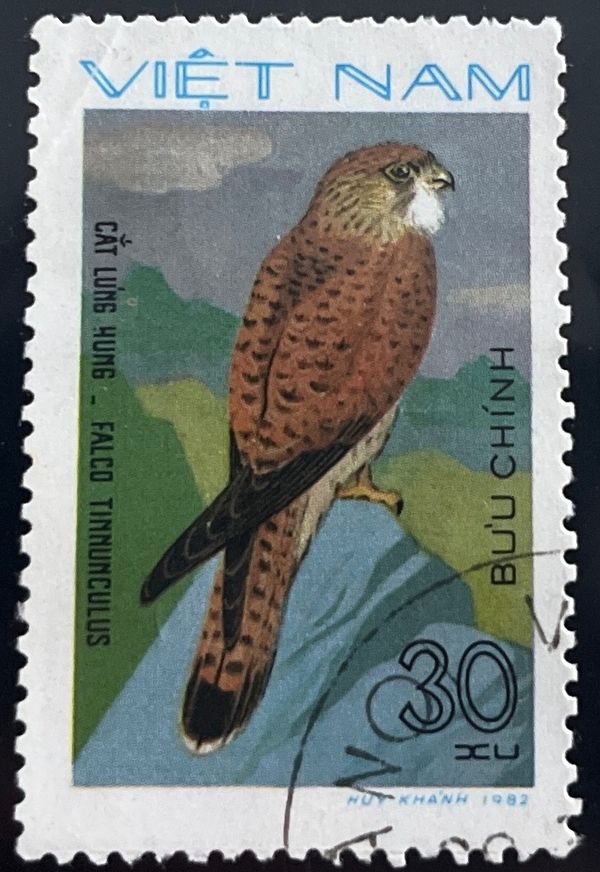 Common Kestrel (Falco tinnunculus)