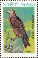 Black Kite (Milvus migrans)