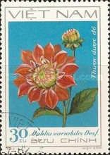 Red Dahlia - Thuoc duoc do