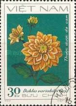 Orange Dahlia - Thuoc duoc da cam