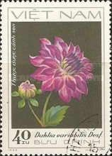 Rosa Lotus-Dahlia - Thuoc duoc canh sen