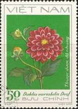 Red Dahlia - Thuoc duoc do nhung
