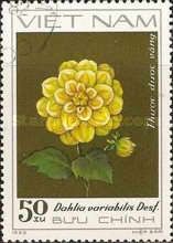 Yellow Dahlia - Thuoc duoc vang