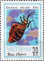 Soldier Bug (Sycanus falleni)