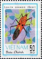 Giant Red Bug (Lohita grandis)