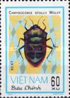 Shield-backed Bug (Chrysocoris stollii)