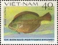 Indian Halibut (Psettodes erumei)