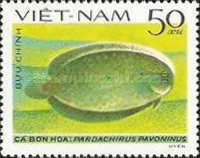Peacock Sole (Pardachirus pavoninus)