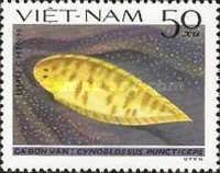Speckled Tongue-sole (Cynoglossus puncticeps)