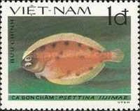 Leaf Flounder (Psettina iijimae)
