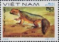 North African Mastigure (Uromastyx acanthinurus)