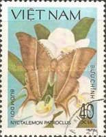 Bat-like Butterfly (Nyctalemon patroclus)