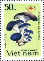Pleurotus ostreatus