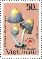 Coprinus atramentarius