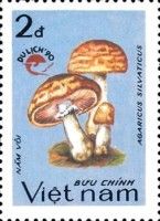 Agaricus silvaticus
