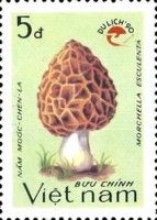 Morchella esculenta