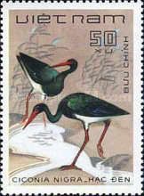 Black Stork (Ciconia nigra)