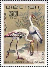 Painted Stork (Mycteria leucocephala)