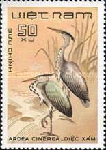 Grey Heron (Ardea cinerea)