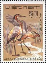 Purple Heron (Ardea purpurea)