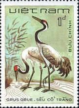 Common Crane (Grus grus)