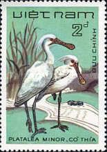 Black-faced Spoonbill (Platalea minor)