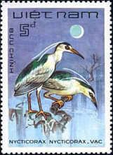 Black-crowned Night Heron (Nycticorax nycticorax)