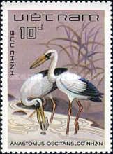Asian Openbill (Anastomus oscitans)