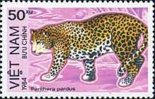 Leopard (Panthera pardus)