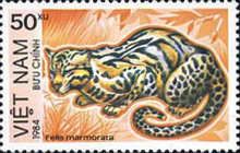Marbled Cat (Felis marmorata)