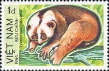 Sunda Slow Loris (Nycticebus coucang)