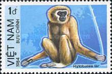 Lar Gibbon (Hylobates lar)