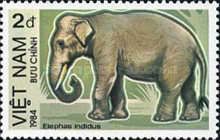 Asian Elephant (Elephas indidus)