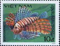 Grey Stingfish (Minous monodactylus)