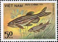 Zebrafish (Brachydanio rerio)