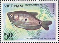 Three-spot Gourami (Trichogaster trichopterus)