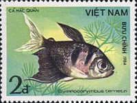 Black Tetra (Gymnocorymbus ternetzi)