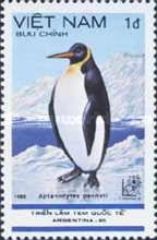 King Penguin (Aptenodytes patagonica)