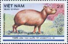 Capybara (Hydrochoerus capibara)