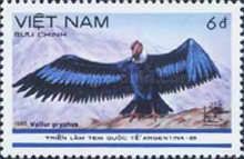 Andean Condor (Vultur gryphus)