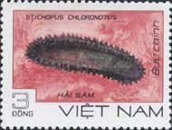 Greenfish Sea Cucumber (Stichopus chloronotus)