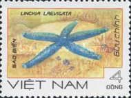 Blue Starfish (Linckia laevigata)