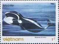 Sei Whale (Balaenoptera borealis)