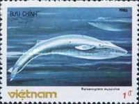Blue Whale (Balaenoptera musculus)