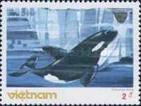 Killer Whale (Orcinus orca)